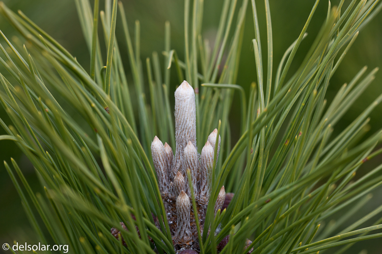Canon EOS 5D Mark II  --  100 mm  --  EF100mm f/2.8 Macro USM  