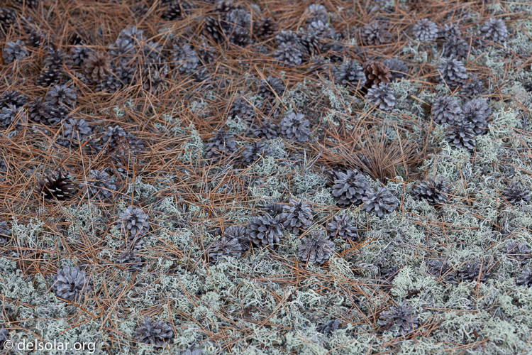 Canon EOS 5D Mark II  --  100 mm  --  EF100mm f/2.8 Macro USM  