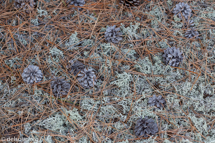 Canon EOS 5D Mark II  --  100 mm  --  EF100mm f/2.8 Macro USM  