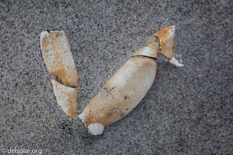 Canon EOS 5D Mark II  --  100 mm  --  EF100mm f/2.8 Macro USM  