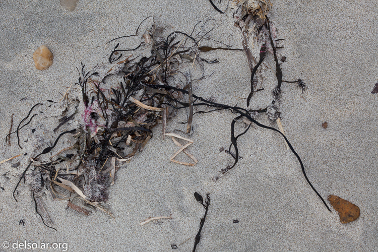 Canon EOS 5D Mark II  --  100 mm  --  EF100mm f/2.8 Macro USM  