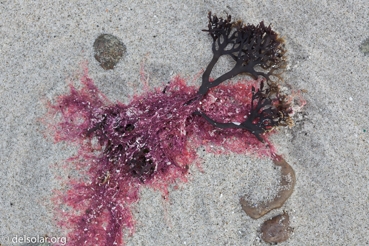 Canon EOS 5D Mark II  --  100 mm  --  EF100mm f/2.8 Macro USM  