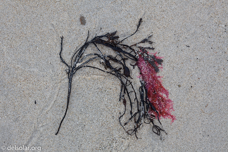 Canon EOS 5D Mark II  --  100 mm  --  EF100mm f/2.8 Macro USM  