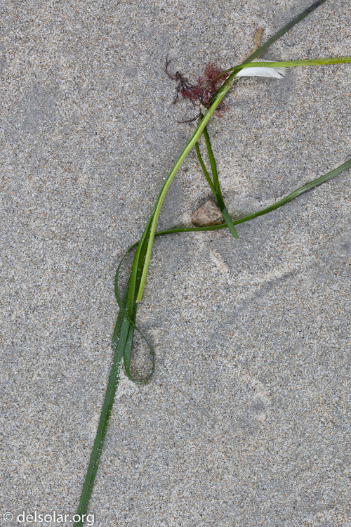 Canon EOS 5D Mark II  --  100 mm  --  EF100mm f/2.8 Macro USM  