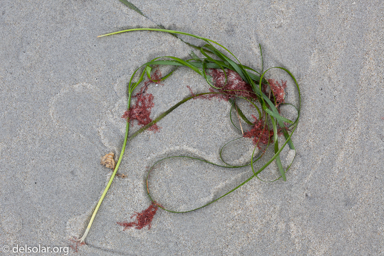 Canon EOS 5D Mark II  --  100 mm  --  EF100mm f/2.8 Macro USM  