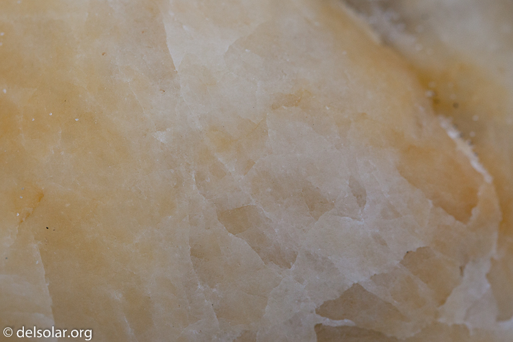 Canon EOS 5D Mark II  --  100 mm  --  EF100mm f/2.8 Macro USM  