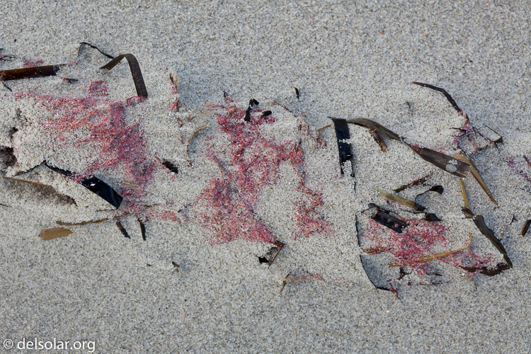 Canon EOS 5D Mark II  --  100 mm  --  EF100mm f/2.8 Macro USM  