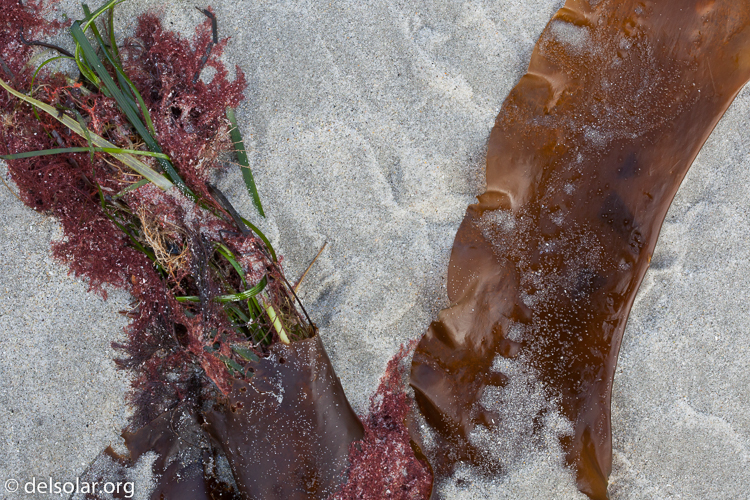 Canon EOS 5D Mark II  --  100 mm  --  EF100mm f/2.8 Macro USM  