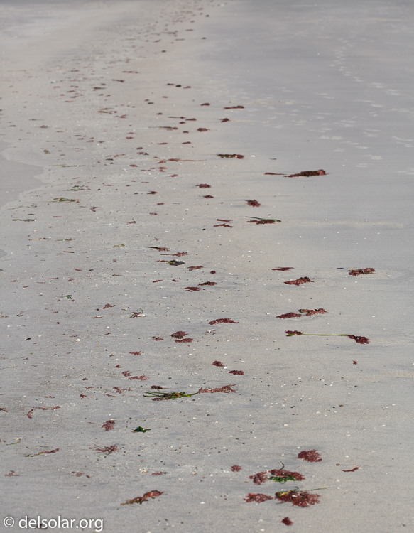 Canon EOS 5D Mark II  --  100 mm  --  EF100mm f/2.8 Macro USM  