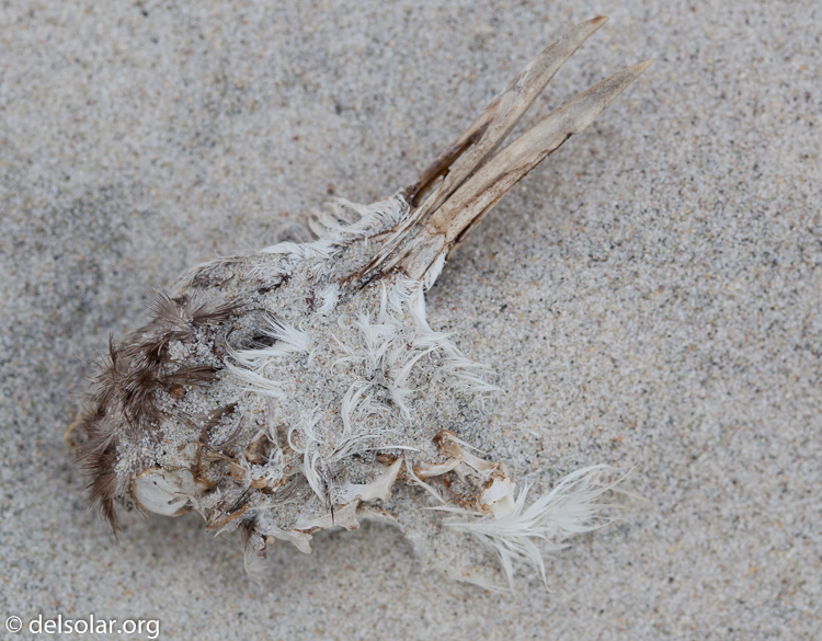 Canon EOS 5D Mark II  --  100 mm  --  EF100mm f/2.8 Macro USM  