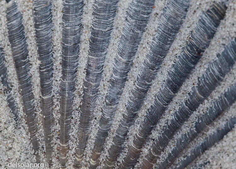 Canon EOS 5D Mark II  --  100 mm  --  EF100mm f/2.8 Macro USM  