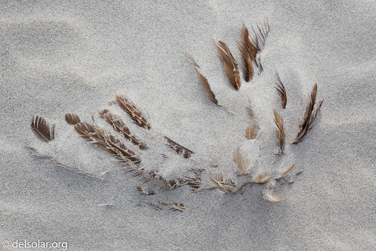 Canon EOS 5D Mark II  --  100 mm  --  EF100mm f/2.8 Macro USM  