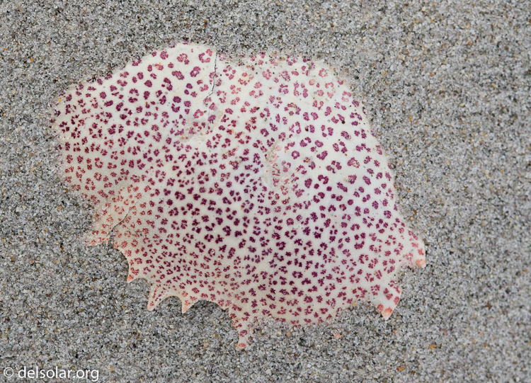 Canon EOS 5D Mark II  --  100 mm  --  EF100mm f/2.8 Macro USM  