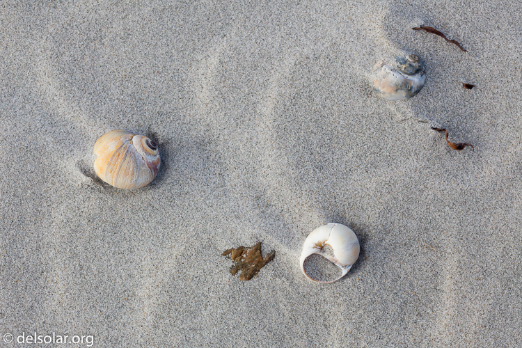 Canon EOS 5D Mark II  --  100 mm  --  EF100mm f/2.8 Macro USM  