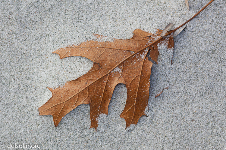 Canon EOS 5D Mark II  --  100 mm  --  EF100mm f/2.8 Macro USM  