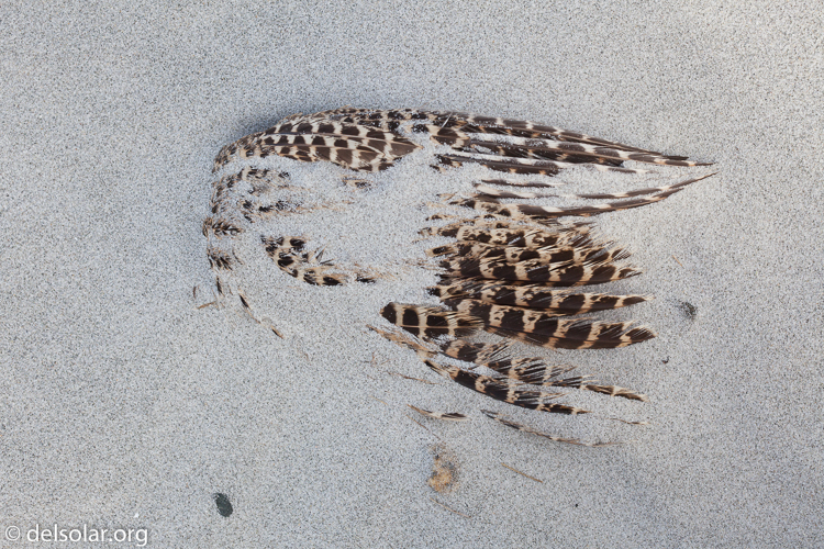 Canon EOS 5D Mark II  --  100 mm  --  EF100mm f/2.8 Macro USM  