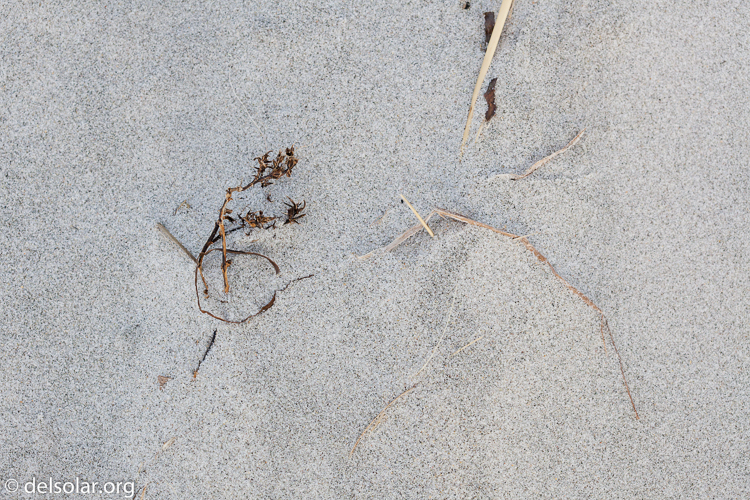 Canon EOS 5D Mark II  --  100 mm  --  EF100mm f/2.8 Macro USM  