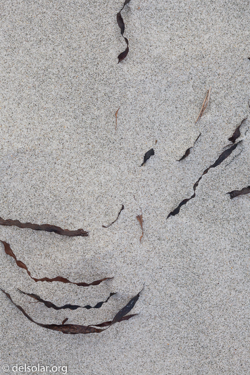 Canon EOS 5D Mark II  --  100 mm  --  EF100mm f/2.8 Macro USM  