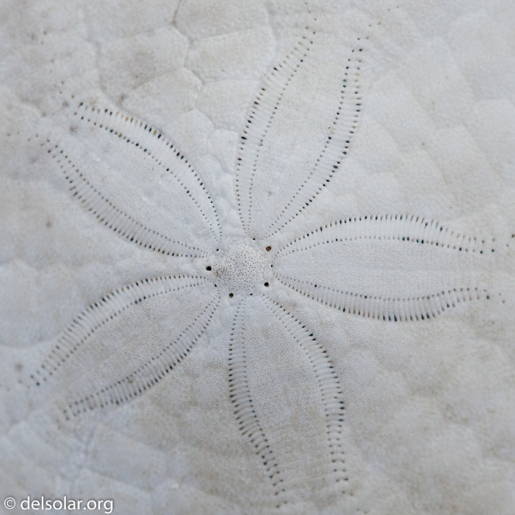 Canon EOS 5D Mark II  --  100 mm  --  EF100mm f/2.8 Macro USM  