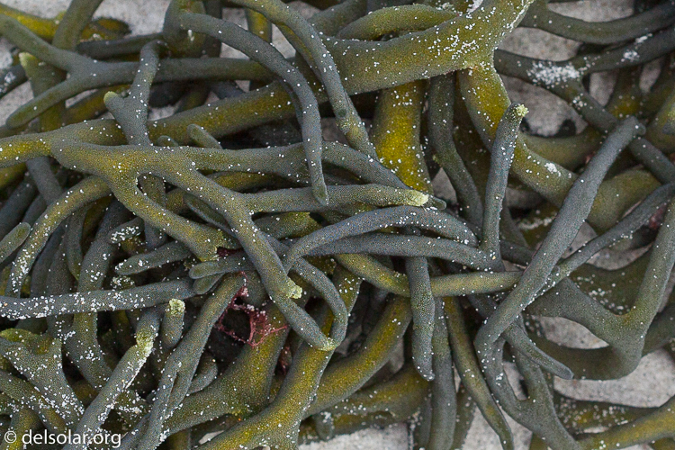 Canon EOS 5D Mark II  --  100 mm  --  EF100mm f/2.8 Macro USM  