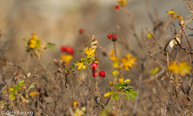Canon EOS 7D  --  400 mm  --  EF400mm f/5.6L USM  
