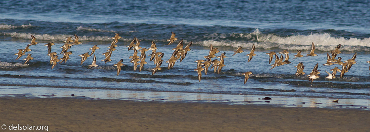 Canon EOS 7D  --  400 mm  --  EF400mm f/5.6L USM  