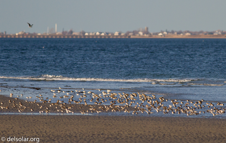 Canon EOS 7D  --  400 mm  --  EF400mm f/5.6L USM  