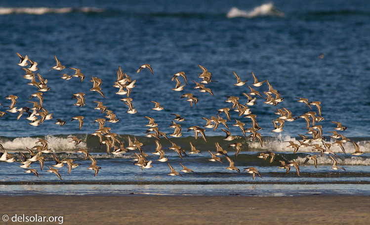 Canon EOS 7D  --  400 mm  --  EF400mm f/5.6L USM  