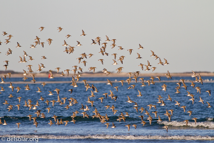 Canon EOS 7D  --  400 mm  --  EF400mm f/5.6L USM  