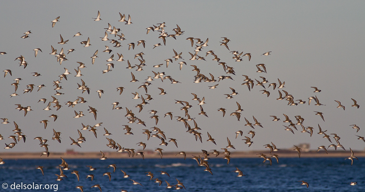 Canon EOS 7D  --  400 mm  --  EF400mm f/5.6L USM  