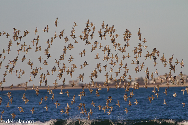 Canon EOS 7D  --  400 mm  --  EF400mm f/5.6L USM  