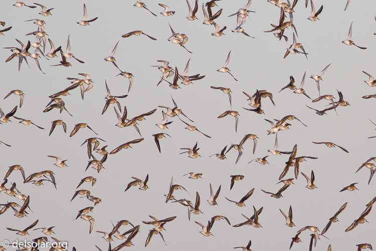 Canon EOS 7D  --  400 mm  --  EF400mm f/5.6L USM  