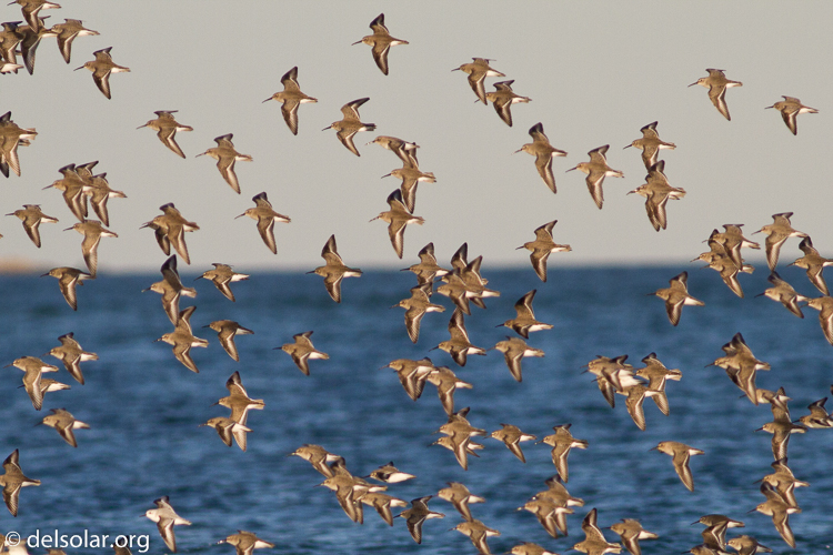 Canon EOS 7D  --  400 mm  --  EF400mm f/5.6L USM  