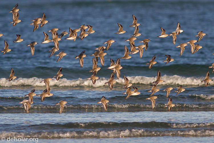 Canon EOS 7D  --  400 mm  --  EF400mm f/5.6L USM  