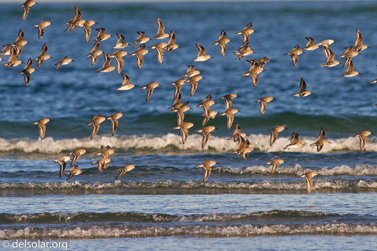 Canon EOS 7D  --  400 mm  --  EF400mm f/5.6L USM  