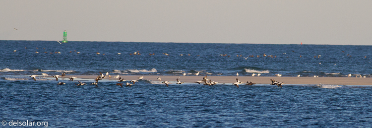 Canon EOS 7D  --  400 mm  --  EF400mm f/5.6L USM  