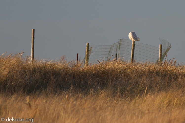 Canon EOS 7D  --  400 mm  --  EF400mm f/5.6L USM  