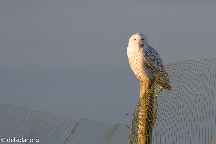 Canon EOS 7D  --  400 mm  --  EF400mm f/5.6L USM  