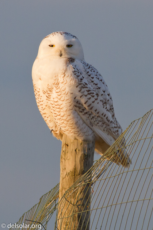 Canon EOS 7D  --  400 mm  --  EF400mm f/5.6L USM  