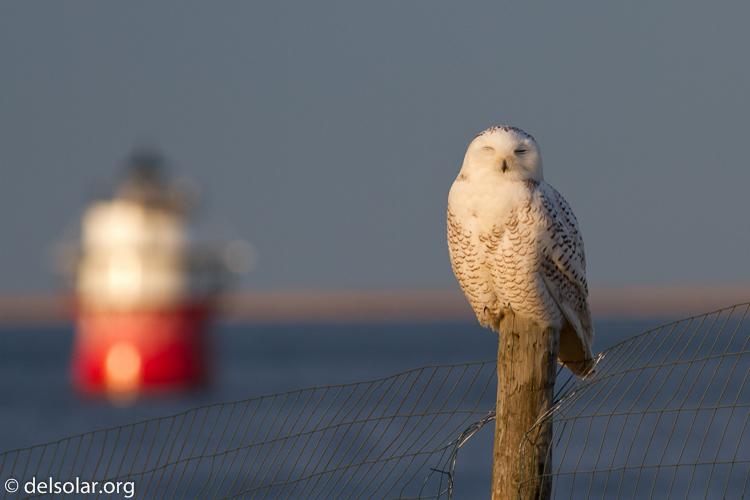 Canon EOS 7D  --  400 mm  --  EF400mm f/5.6L USM  