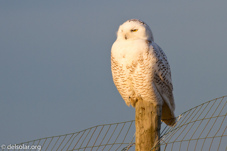 Canon EOS 7D  --  400 mm  --  EF400mm f/5.6L USM  