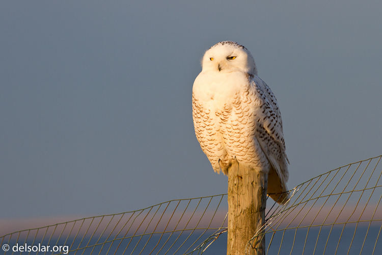 Canon EOS 7D  --  400 mm  --  EF400mm f/5.6L USM  