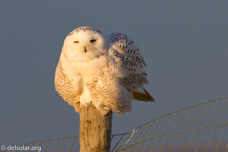 Canon EOS 7D  --  400 mm  --  EF400mm f/5.6L USM  