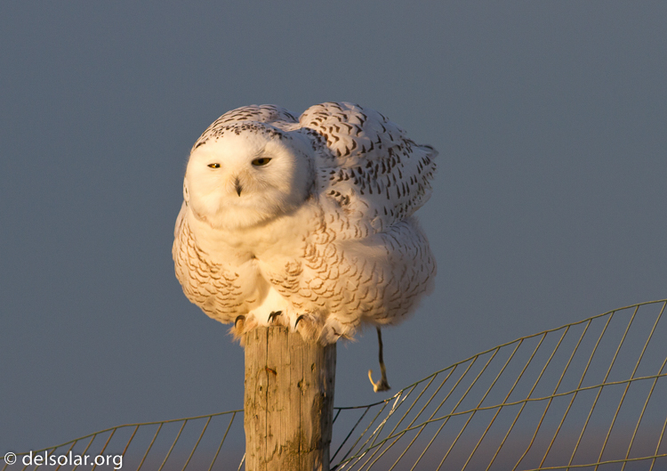 Canon EOS 7D  --  400 mm  --  EF400mm f/5.6L USM  