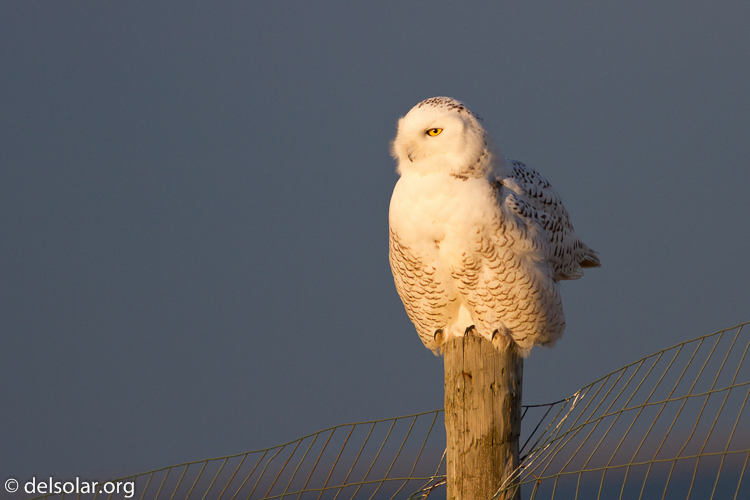 Canon EOS 7D  --  400 mm  --  EF400mm f/5.6L USM  