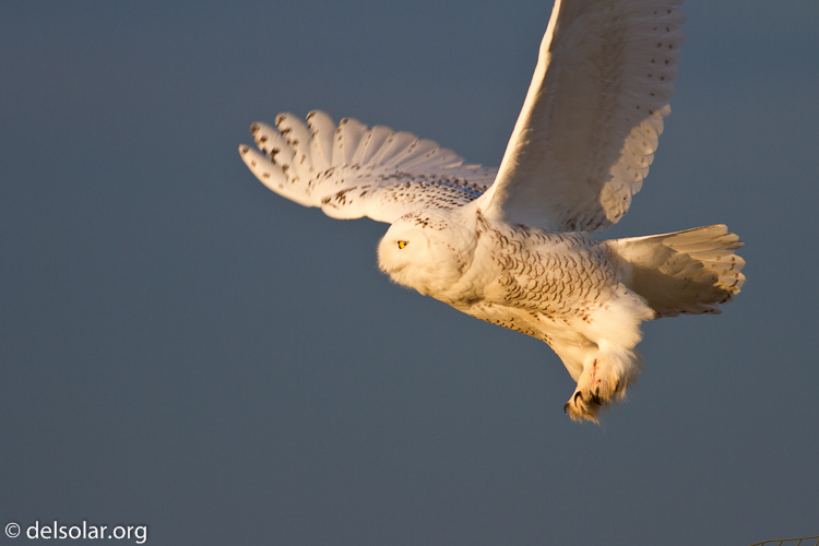 Canon EOS 7D  --  400 mm  --  EF400mm f/5.6L USM  