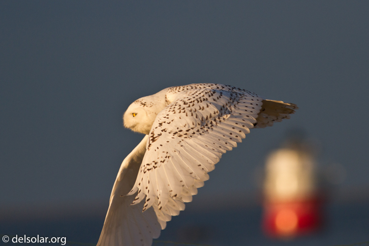 Canon EOS 7D  --  400 mm  --  EF400mm f/5.6L USM  