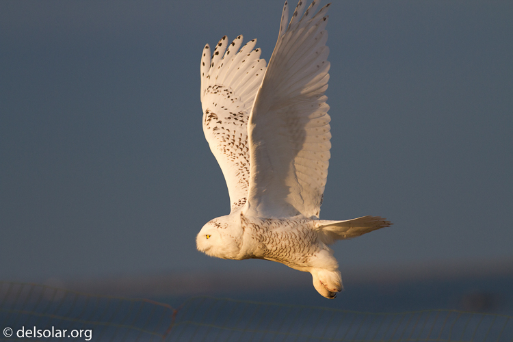 Canon EOS 7D  --  400 mm  --  EF400mm f/5.6L USM  