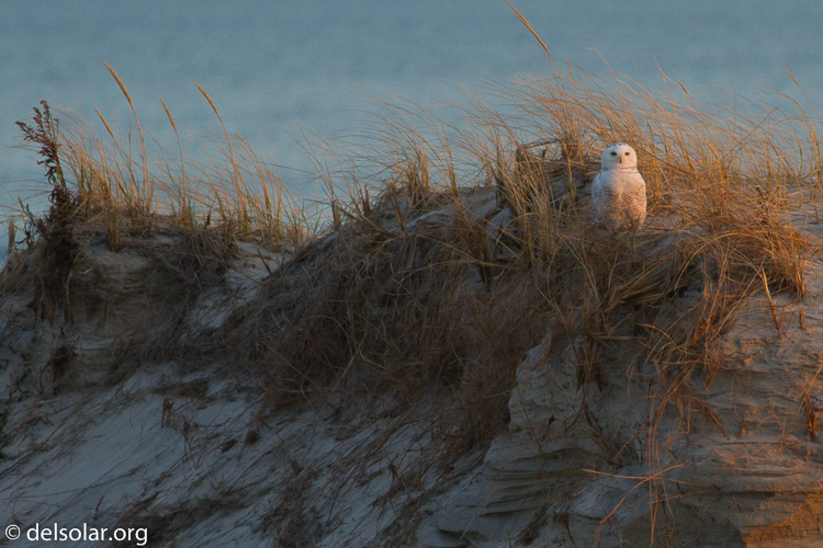 Canon EOS 7D  --  400 mm  --  EF400mm f/5.6L USM  