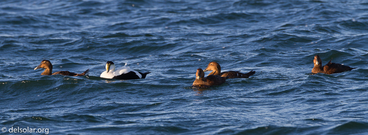 Canon EOS 7D  --  500 mm  --  EF500mm f/4L IS USM  